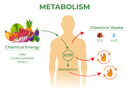 metabolic